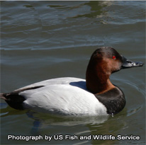 Canvasback - photograph by US Fish and Wil