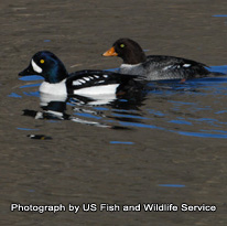 Goldeneye - photograph by US Fish and Wildlife