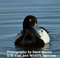 Lesser Scaup - photography by Dave Menke, U.S. Fish and Wildlife Servcies