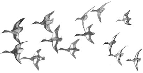 Flock Pattern Illustration