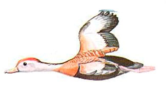 Drawing of Black-bellied Whistling-Duck