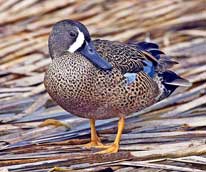 Blue-Winged Teal - photograph by Alan D. Wilson - Wikipedia