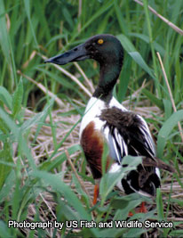 Shoveler - photograph by US Fish and Wildlife Service