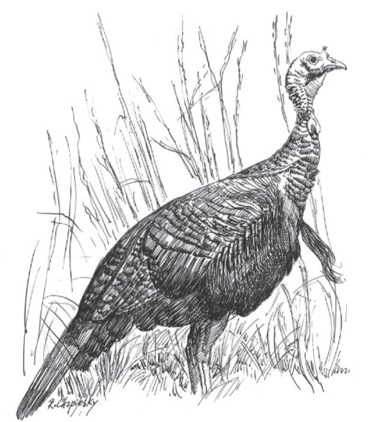 Black and white line drawing of a turkey