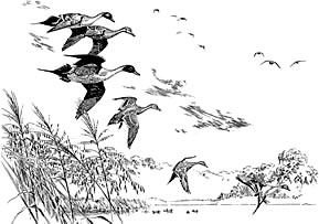 Ducks flying over vegetation