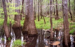 Map of Major Rivers and River Basins of SC