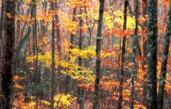 SC forest showing Fall colors in leaves
