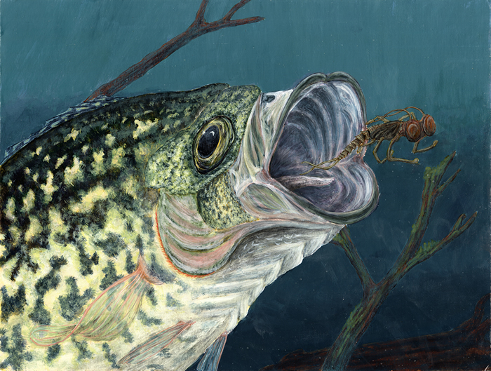 2013 Best of Show, Ellen Vance, Age 17, Saluda High School, Teacher: Wayne Bell