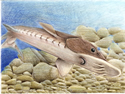 2nd Place, Hannah Massar, Age 14, Cario Middle School, Teacher: Stefani Timmerman