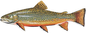 Brook Trout