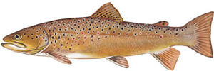 Brown Trout