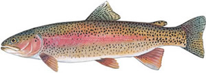 Rainbow Trout