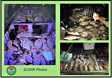 Boat and truck beds full of flounder.