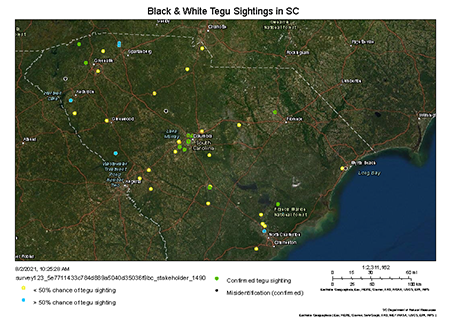 Black and White tegu sightings. Multiple confirmed sightings in the midlands, a couple in the upstate and low country, and one in the Pee Dee near Florence. Less than 50% chance of Tegu sighting scattered across the state. More than 50% chance of Tegu sighting near North Charleston, Lake Hartwell, Spartanburg, and between Augusta and Greenville.