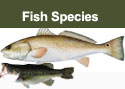 Fish Species