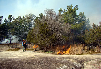 Prescribed burn