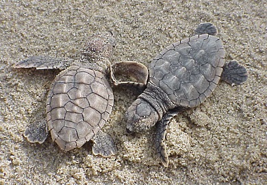 DNR biologists report that loggerhead sea turtles have laid more nests on the South Carolina coast this season than any previous year on record. (Photo: USFWS) DNR biologists report that loggerhead sea turtles have laid more nests on the South Carolina coast this season than any previous year on record. (Photo: USFWS)