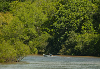 A boater rounds a bend in the Great Pee Dee River, just downstream from the new addition to Marsh WMA. (DNR photos by David Lucas)