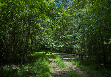 This unimproved logging road will provide a way for visitors � hikers, hunters, anglers or birdwatchers � to access the new section of Marsh WMA by foot. 
(DNR photos by David Lucas)