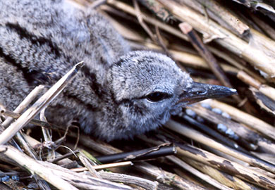 Some bird species such as American oystercatcher (photo shows an oystercatcher chick) nest on public beaches, and DNR encourages South Carolinians and visitors to the state to share the beach with these amazing birds. (DNR photos)