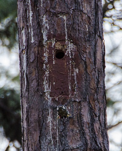 An endangered red-cockaded woodpecker translocated from Sandhills National Wildlife Refuge leaves its man-made cavity roost at the SCDNR's Donnelley Wildlife Management Area in the ACE Basin for this first time; Saturday, October 22, 2016. (SCDNR photo by David Lucas)