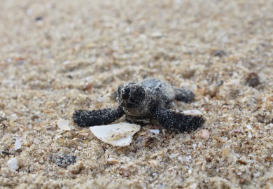 The SCDNR sea turtle program helped more than 300,000 loggerhead hatchlings make it off South Carolina beaches this year. The SCDNR sea turtle program helped more than 300,000 loggerhead hatchlings make it off South Carolina beaches this year.
