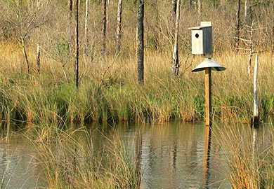 The Statewide Wood Duck Box Project supplements natural production of wood ducks in tree cavities of forested wetlands by providing artificial nesting sites. Private landowners wanting to obtain wood duck boxes can download an application by visiting the SCDNR website. The application deadline is Nov. 1. (SCDNR photo)