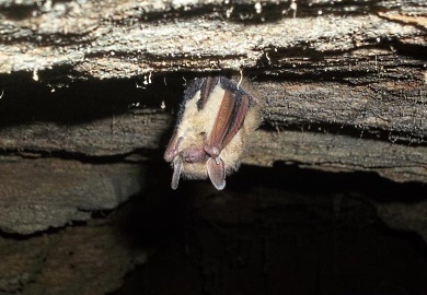 The Upstate bat pictured here is a tricolored bat, and they hibernate from around October through March or early April. (DNR photos by Mary Bunch)