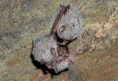 Like other bat species, tricolored bats have been hit hard by the devastating disease called white-nose syndrome. (DNR photos by Mary Bunch)