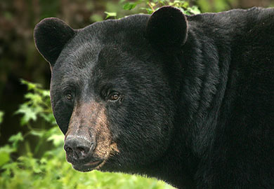 Black bear