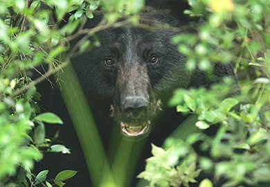 Black bear