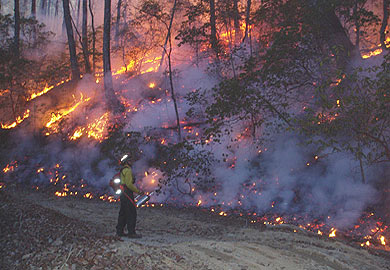 Prescribed burn