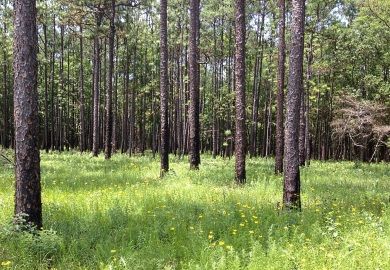 Prescribed fire can be used to prune and thin in stands of longleaf pine, as shown in these coastal longleaf pine flatwoods at Santee Coastal Reserve in Charleston County.