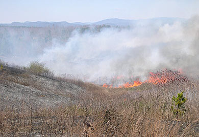 Prescribed burn