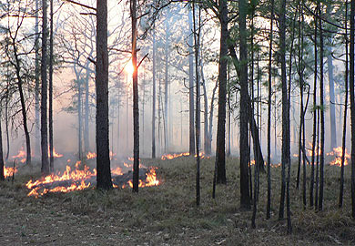 Controlled burn