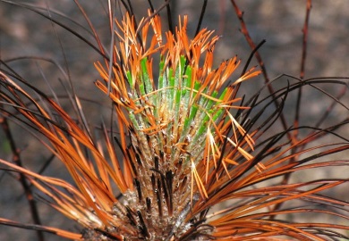 Longleaf pine is highly adapted to fire