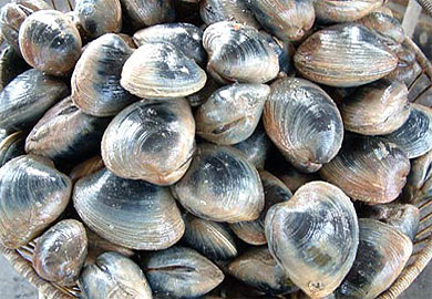 oyster clam