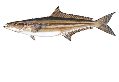 Cobia