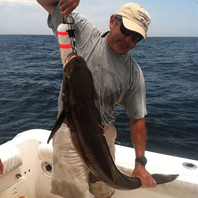 To improve researchers� understanding of this important species, scientists have implanted acoustic transmitters in cobia along the coasts of Florida, Georgia and South Carolina. They�re asking anglers to help by releasing and reporting any double-tagged cobia they encounter.
