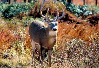 Whitetailed deer buck