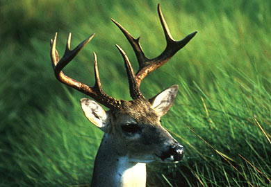 White-tail deer