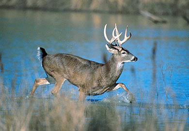 South Carolina's deer population is healthy and the season outlook is good, according to the S.C. Department of Natural Resources. (SCDNR photo)