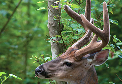 A complete listing of South Carolina's white-tailed deer antler records is now available to the public on the S.C. Department of Natural Resources' website. (DNR photo)