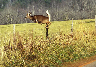 Deer on a road