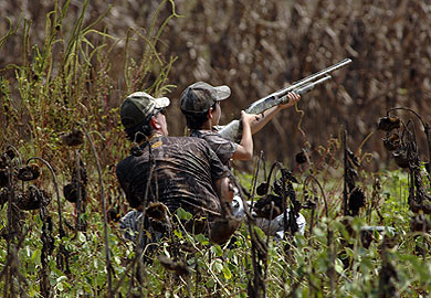 Dove hunt