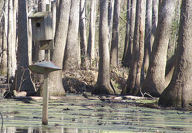 Duck box