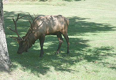 Elk