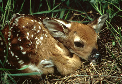 Fawn