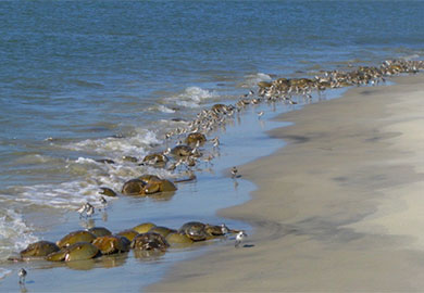 Horseshoe crabs