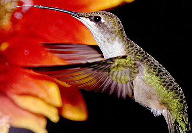 Humming Bird